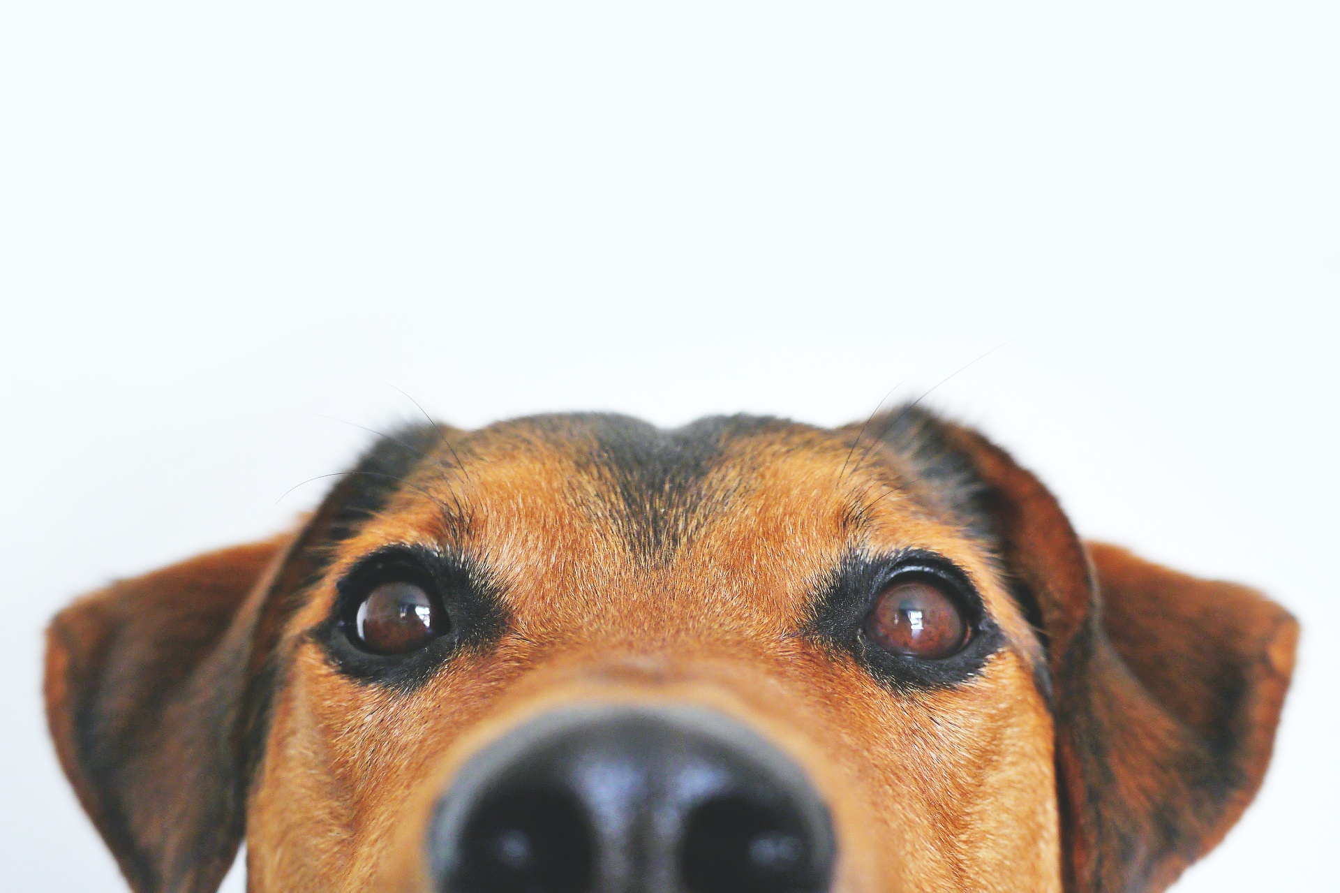 Närbild av hund
