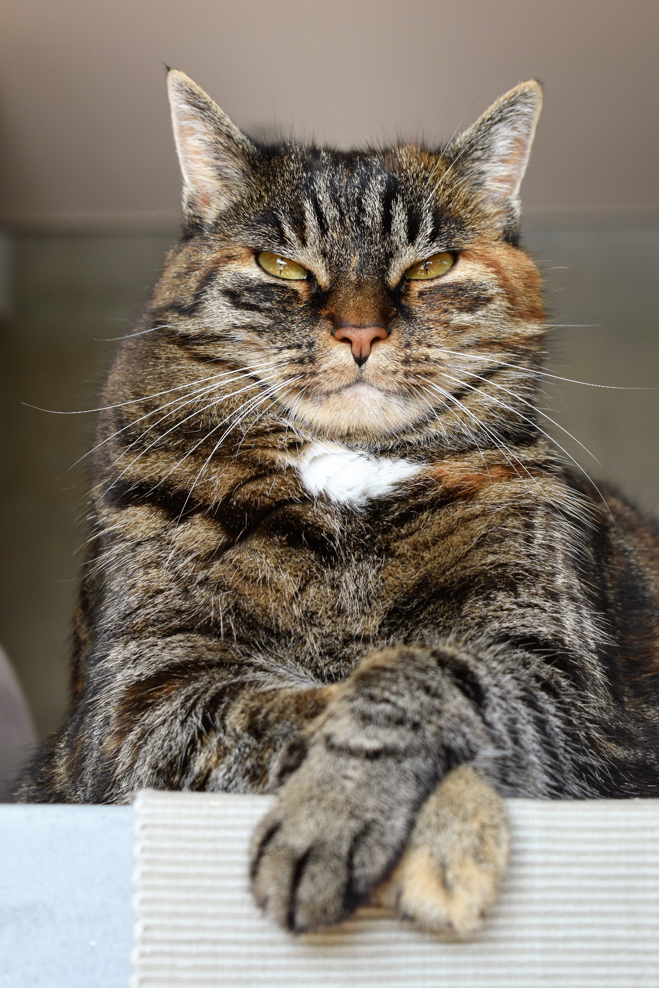 Katt