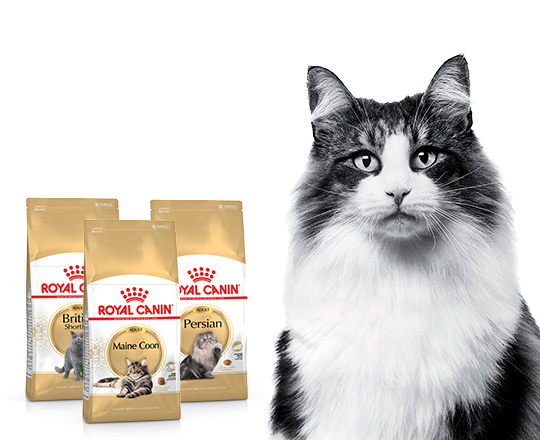 Katt bredvid Royal Canin kattfoder