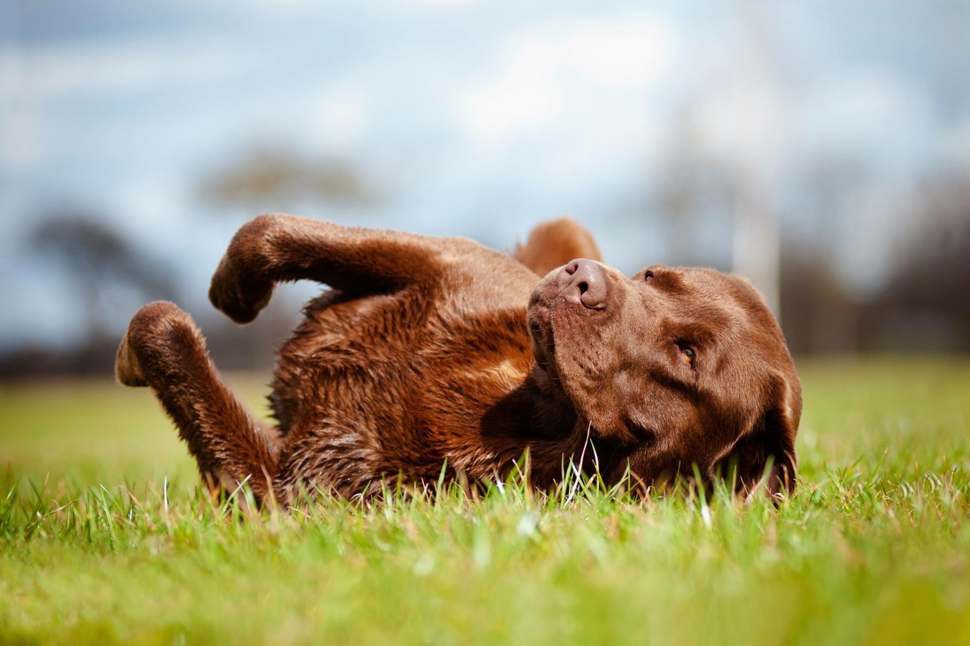 Hund