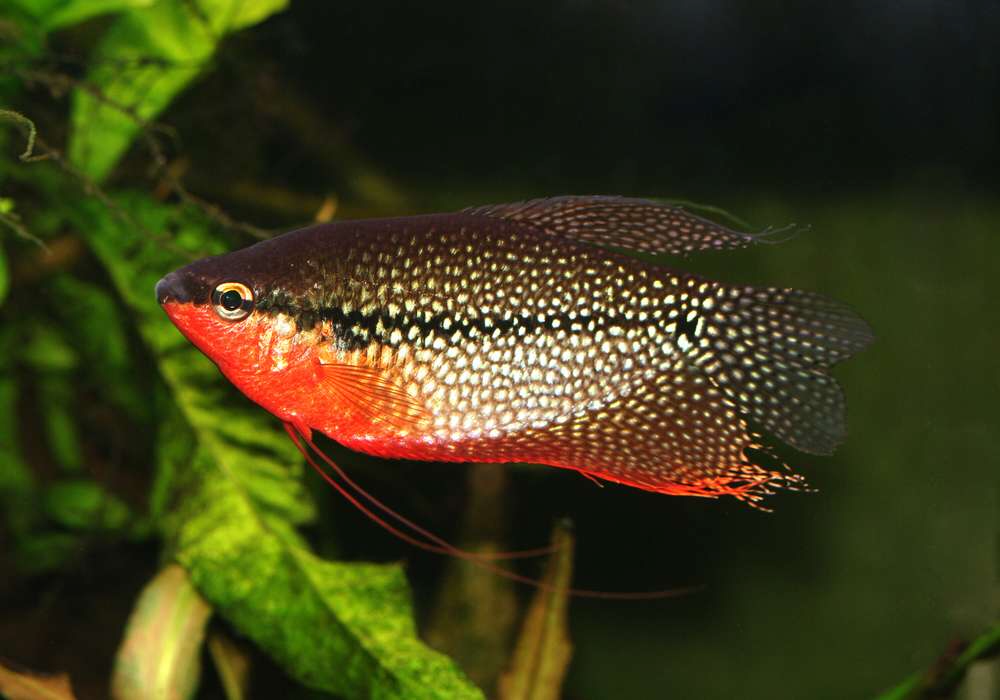 Akvariefiskar